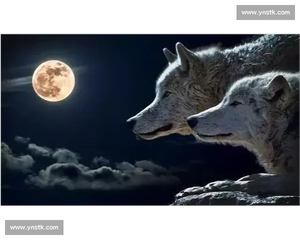 荒野王者之争狼群智慧对决巨熊力量终极生存博弈真相揭秘自然法则